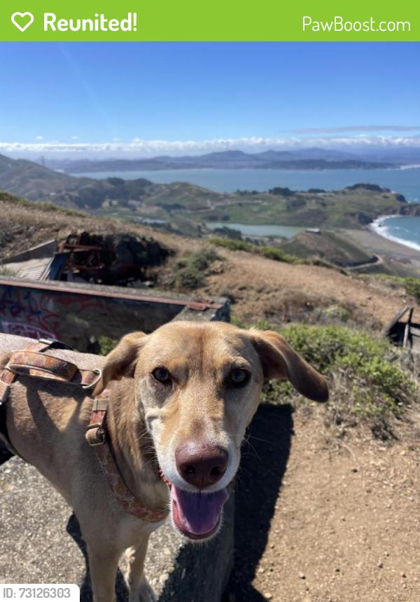 Reunited Female Dog last seen Near Francisco, San Francisco, CA 94109