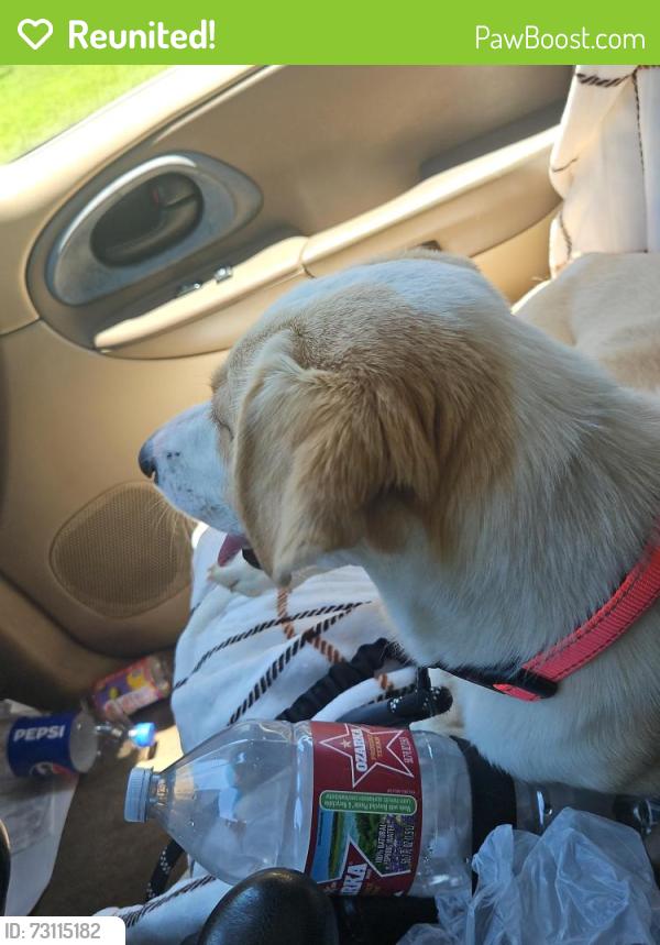 Reunited Female Dog last seen Robinson and 82nd, Oklahoma City, OK 73114