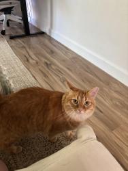 Reunited Male Cat last seen Near Meadowbrook Cmn, Fremont, CA 94536