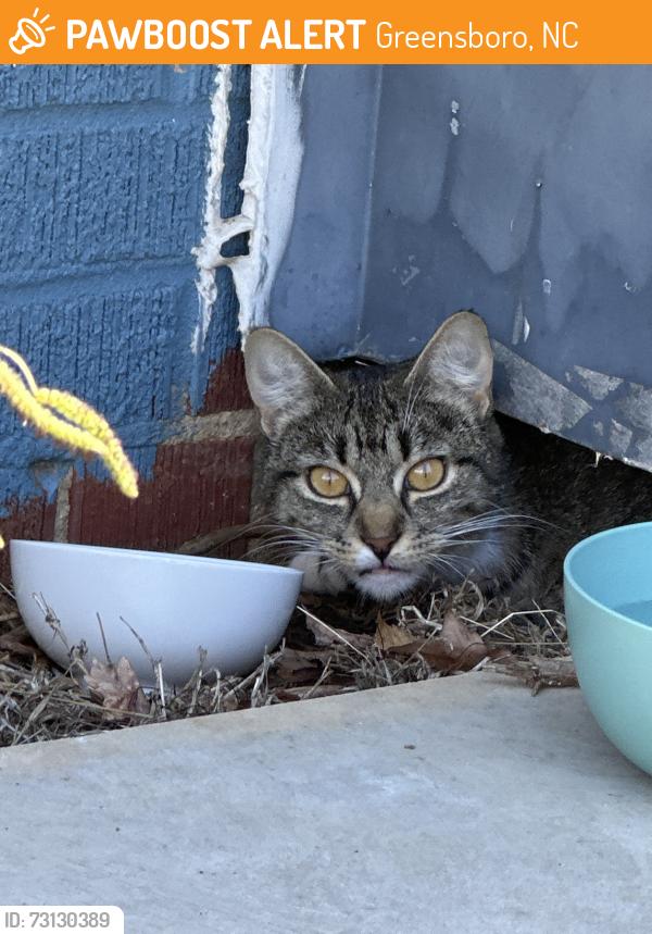 Found/Stray Female Cat last seen Thornblade Ct, Greensboro, NC 27410