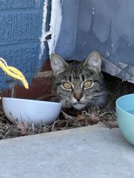 Found/Stray Female Cat last seen Thornblade Ct, Greensboro, NC 27410