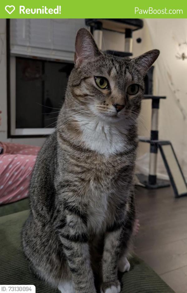 Reunited Female Cat last seen Aruba Way, Niceville, FL 32578