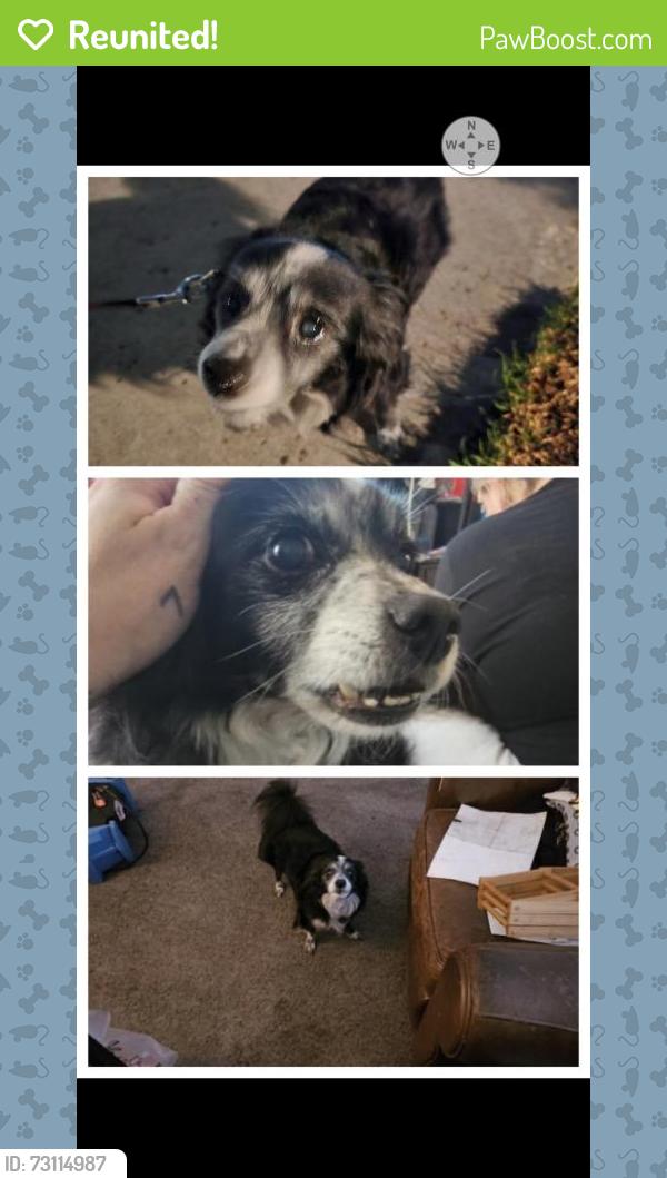 Reunited Male Dog last seen 7th and beech, San Diego, CA 92101