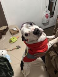 Reunited Female Dog last seen Standiford, Modesto, CA 95350
