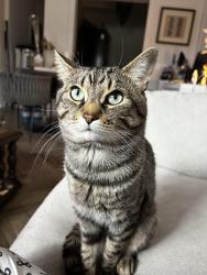 Reunited Male Cat last seen Lawrence Ave West & Marlee, Toronto, ON 