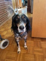 Lost Female Dog last seen Weaver blvd and Broadway, Asheville, NC 28801