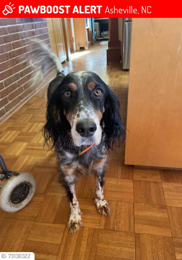 Lost Female Dog last seen Weaver blvd and Broadway, Asheville, NC 28801