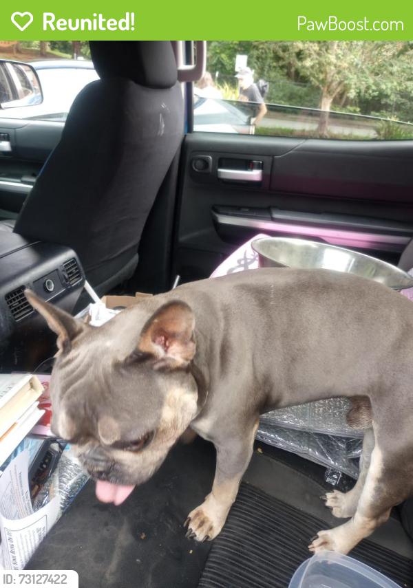 Reunited Male Dog last seen Main Street, Weaverville, NC behind 1st Baptist Church, Weaverville, NC 28787