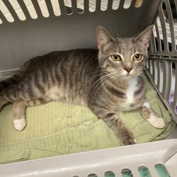 Shelter Stray Female Cat last seen , 2350 Appling City Cove, Memphis, TN 38133, USA