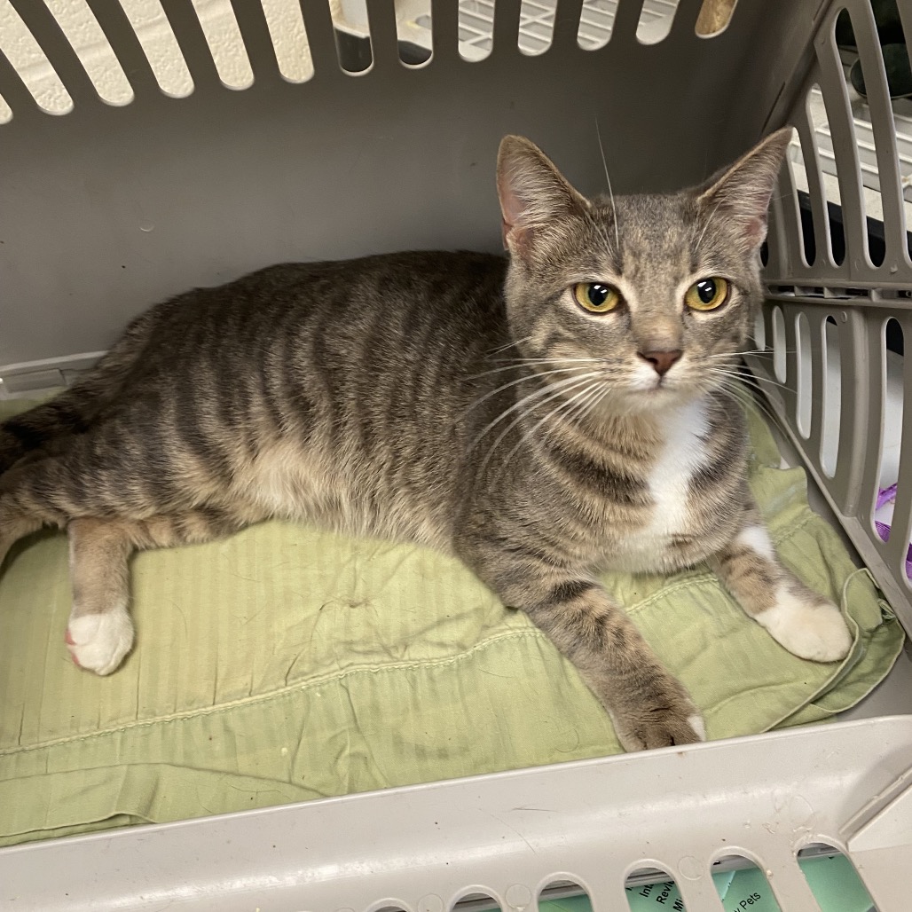 Shelter Stray Female Cat last seen , 2350 Appling City Cove, Memphis, TN 38133, USA