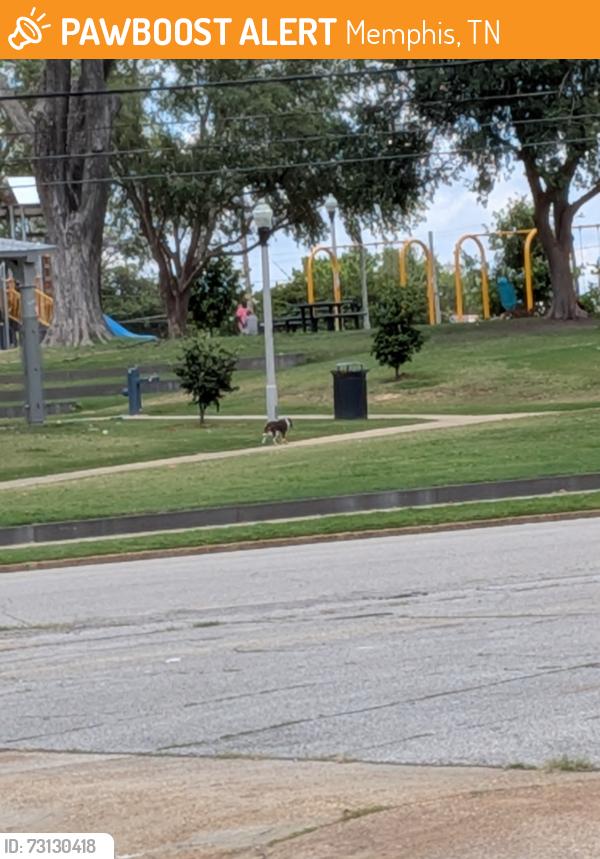 Found/Stray Unknown Dog last seen walked from Orleans Station to Morris Park, Memphis, TN 38105