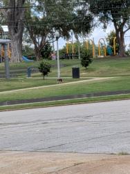 Found/Stray Unknown Dog last seen walked from Orleans Station to Morris Park, Memphis, TN 38105