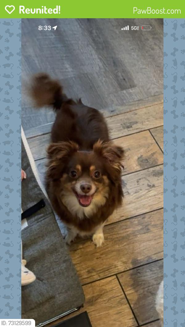 Reunited Female Dog last seen 111th and foster, Portland, OR 97266