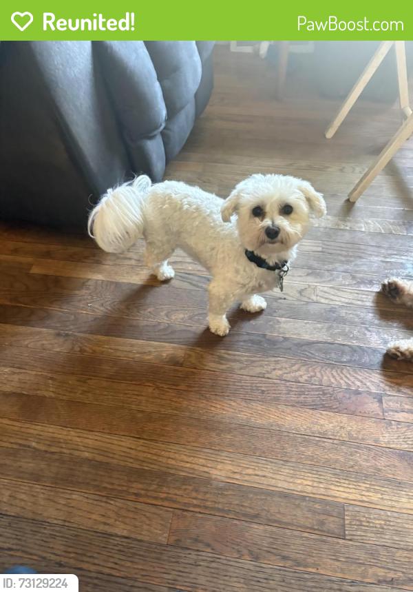 Reunited Male Dog last seen nE 79th place, Kansas City, MO 64119