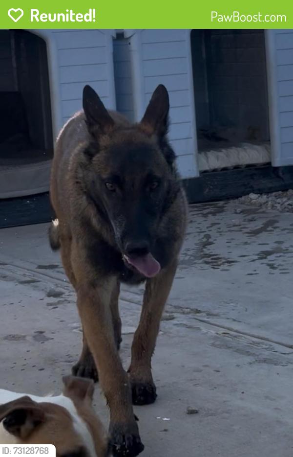 Reunited Female Dog last seen Sheepcreek and sunset, Phelan, CA 92371