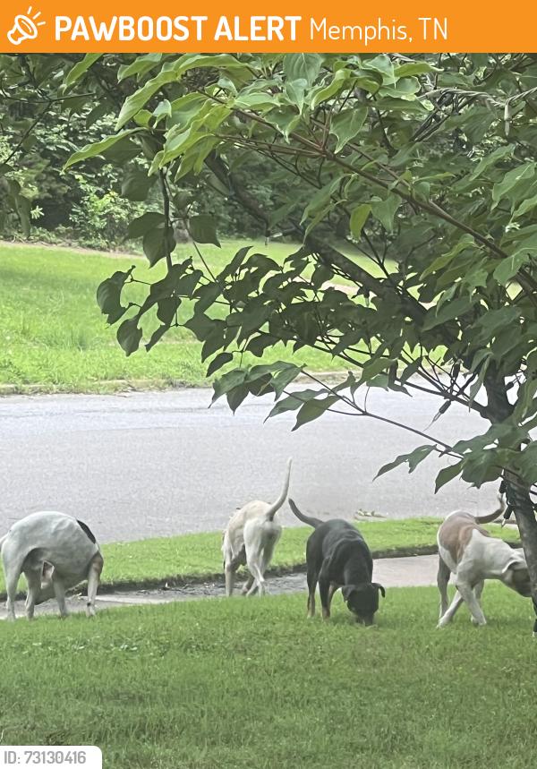 Found/Stray Unknown Dog last seen Kirby and Stout, Memphis, TN 38119