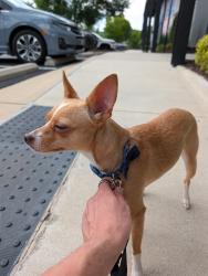 Reunited Female Dog last seen Nelson and Otis, Durham, NC 27707