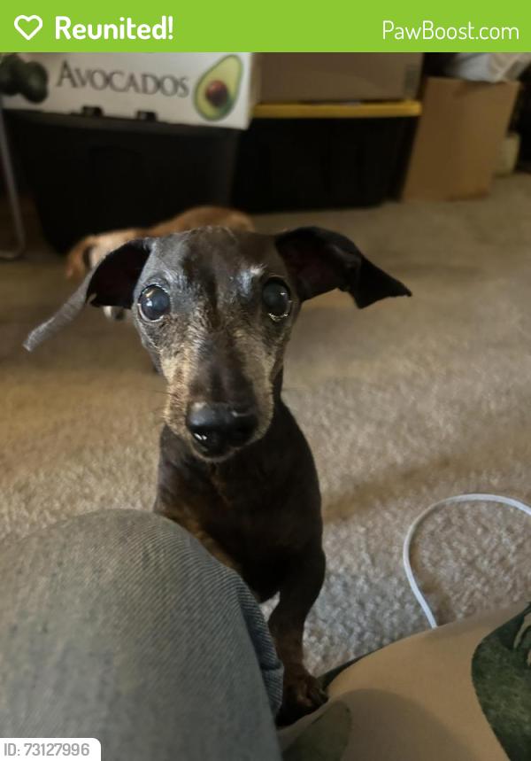 Reunited Male Dog last seen Silverfield Drive near Jones & Harmon, Las Vegas, NV 89103