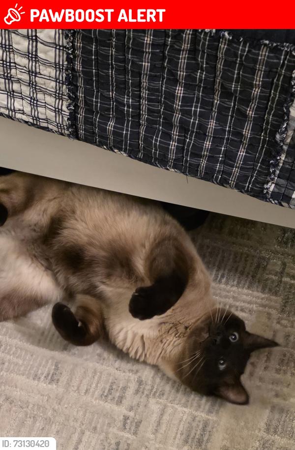 Lost Male Cat last seen Saratoga Way in Grants Pass, Josephine County, OR 97526