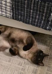 Lost Male Cat last seen Saratoga Way in Grants Pass, Josephine County, OR 97526