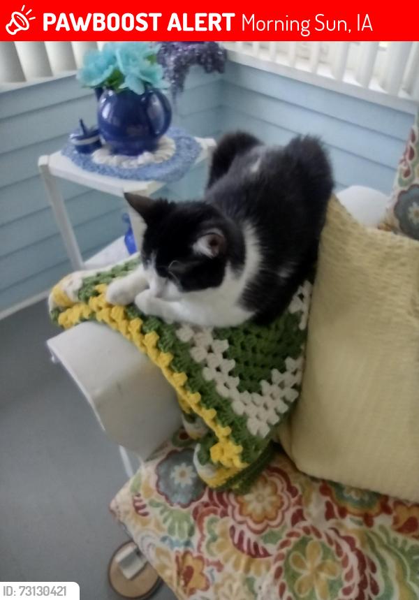 Lost Male Cat last seen 103north east first street morning iowa, Morning Sun, IA 52640