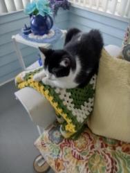 Lost Male Cat last seen 103north east first street morning iowa, Morning Sun, IA 52640