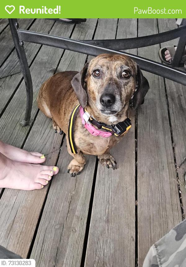 Reunited Female Dog last seen Oak Hurst Aparments, Aurora, IL 60506