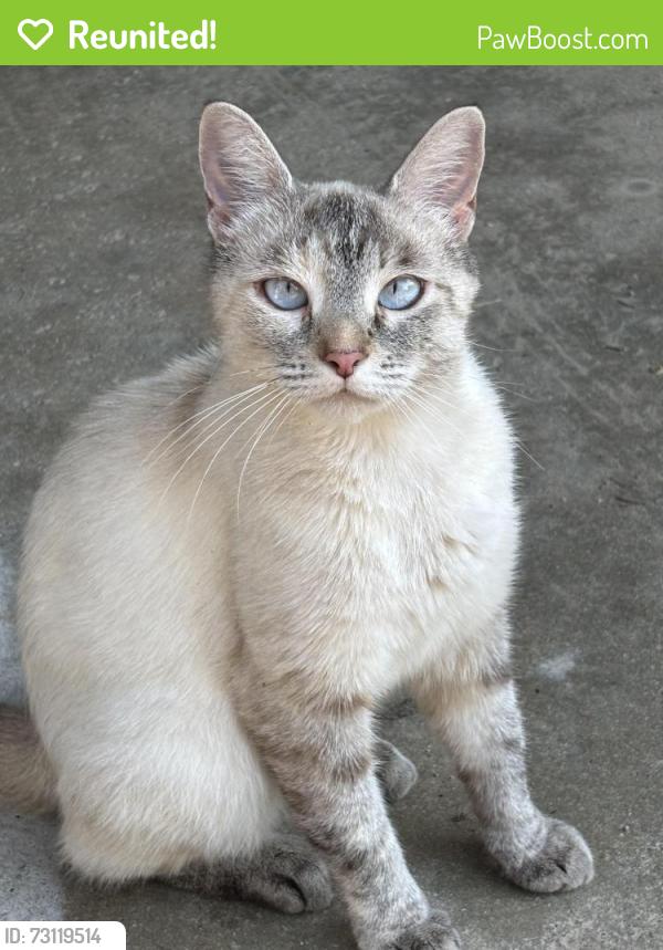 Reunited Unknown Cat last seen Sheridan/Hill Rd., Durand, MI 48429
