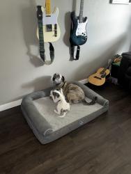 Reunited Female Dog last seen Mountain rd, Springdale, AR 72764