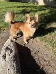 Reunited Female Dog last seen Reinhardt wayside picnic area, Oakland, CA 94619
