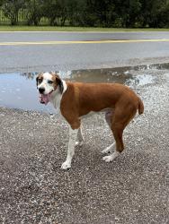 Reunited Male Dog last seen Near Racewood equine, Apopka, FL 32712