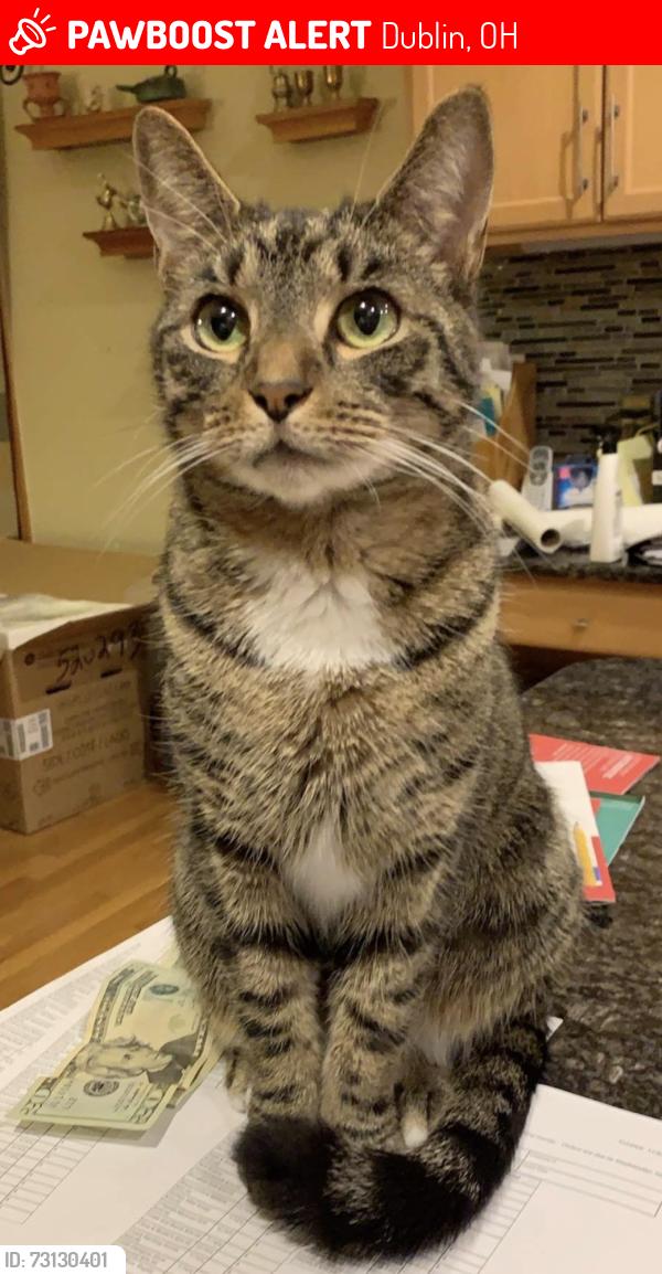 Lost Male Cat last seen Riverside and Wyandotte Woods, Dublin, OH 43016