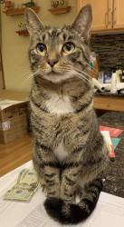 Lost Male Cat last seen Riverside and Wyandotte Woods, Dublin, OH 43016
