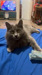 Lost Female Cat last seen Rue rousselot, Montréal, QC 