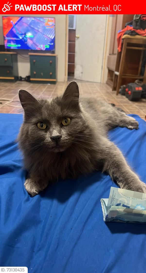 Lost Female Cat last seen Rue rousselot, Montréal, QC 