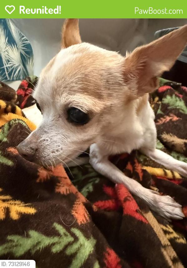 Reunited Female Dog last seen Gillcross Way, San Antonio, TX 78250, USA, San Antonio, TX 78250