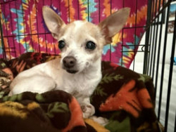 Reunited Male Dog last seen Brandyridge & Galesburg, San Antonio, TX 78250