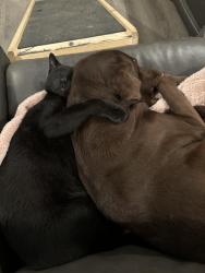 Lost Female Dog last seen Highlands Drive, Menlo, GA 30731