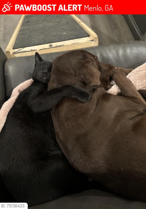 Lost Female Dog last seen Highlands Drive, Menlo, GA 30731