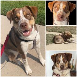 Reunited Male Dog last seen W 51st Ave & Eliot St, Denver, CO 80221, USA, Denver, CO 80221