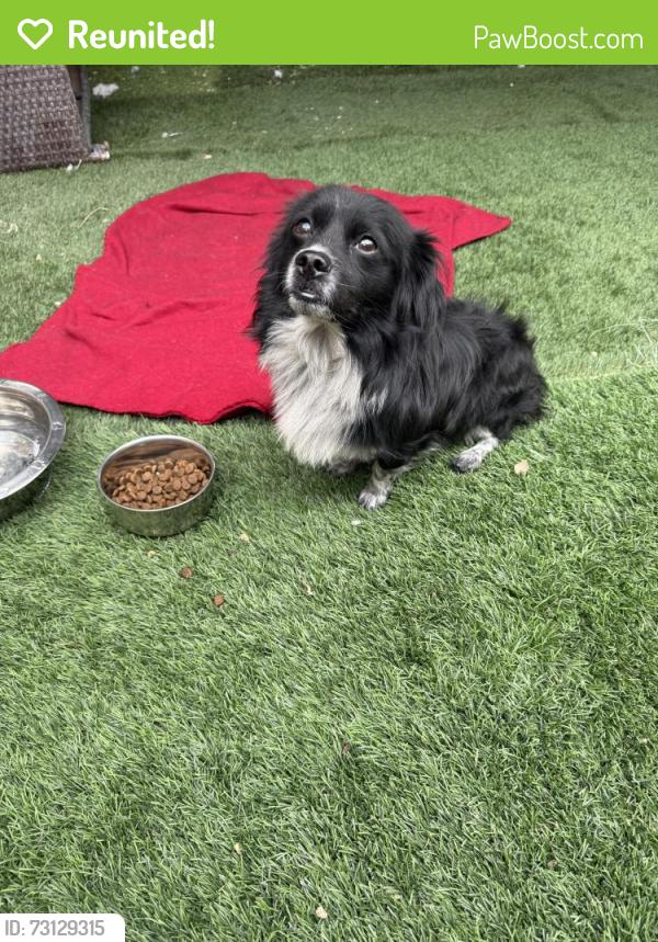Reunited Male Dog last seen Citrus/Foothill, Fontana, CA 92335