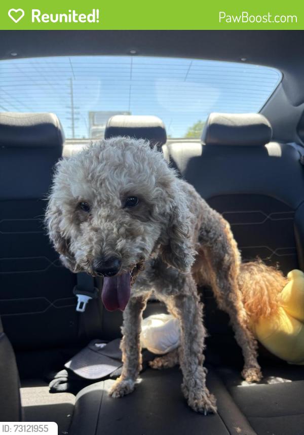 Reunited Male Dog last seen 60th st west and J-8, Lancaster, CA 93536