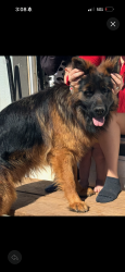 Reunited Male Dog last seen Greenwood, Midland County, TX 79706