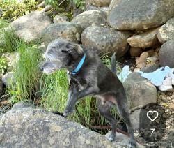 Reunited Male Dog last seen Road 222 x N Shore Road, Bass Lake, CA 93604