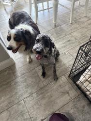 Reunited Male Dog last seen Near Town Creek Cir, Weatherford, TX 76086, USA, Weatherford, TX 76086