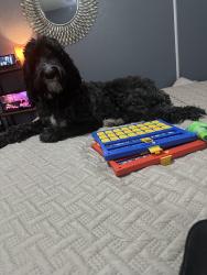Lost Female Dog last seen Amber breeE, San Antonio, TX 78245