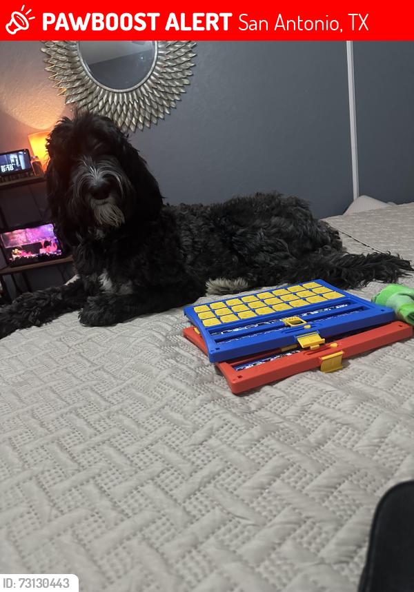 Lost Female Dog last seen Amber breeE, San Antonio, TX 78245