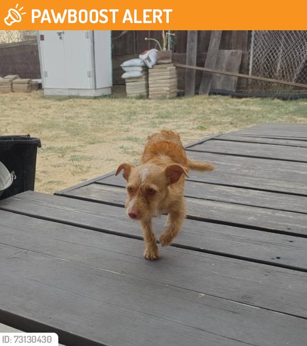 Found/Stray Female Dog last seen Corral Hollow Rd & W Clover Rd, San Joaquin County, CA 95304