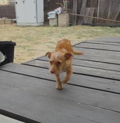 Found/Stray Female Dog last seen Corral Hollow Rd & W Clover Rd, San Joaquin County, CA 95304