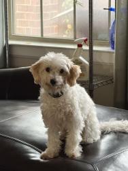 Reunited Male Dog last seen Windhaven pkwy, The Colony, TX 75056